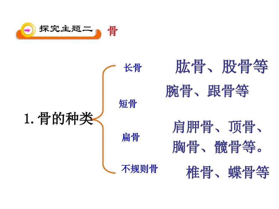 北师大版生物八年级上册152《动物运动的形成》课件_第5页