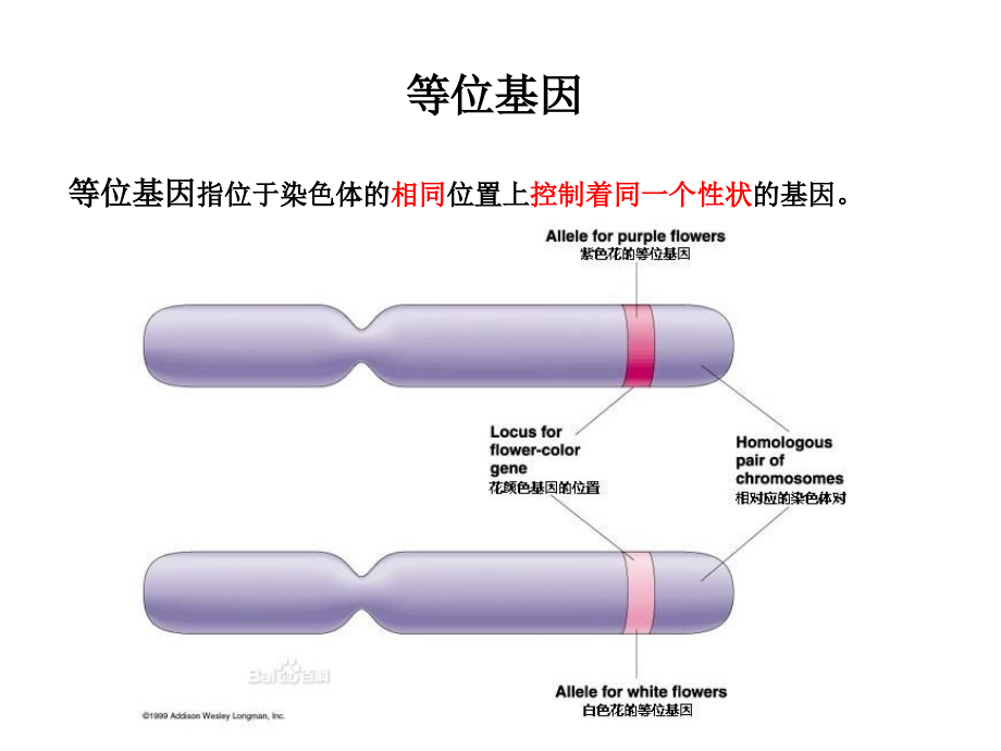 《普通生物学》幻灯片课件_第4页