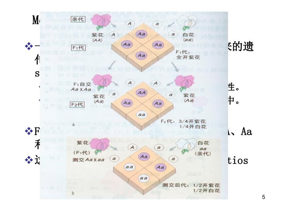 《普通生物学》幻灯片课件_第5页