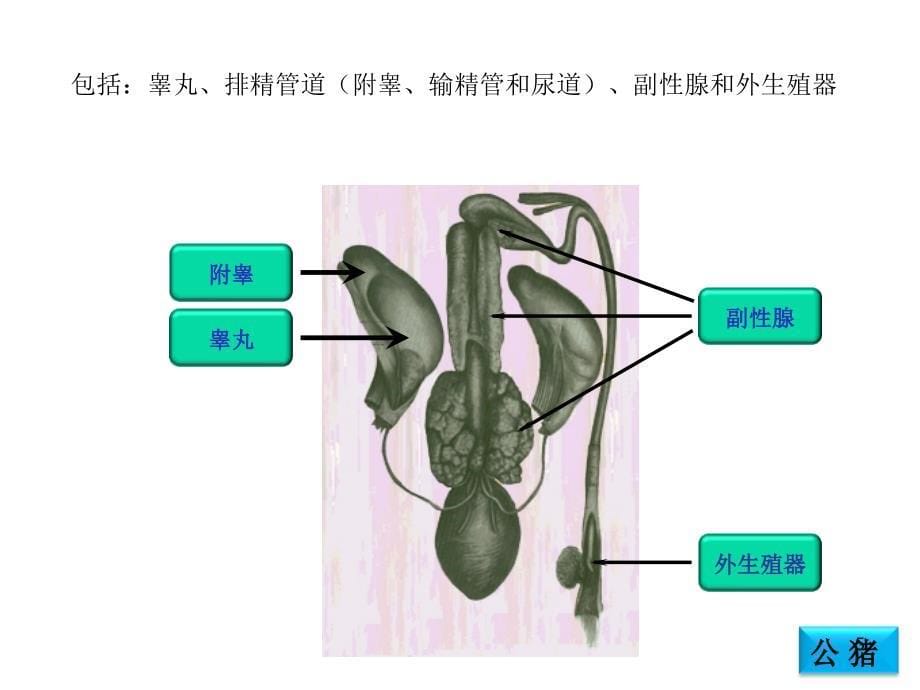 《家畜的生殖器官》幻灯片课件_第5页