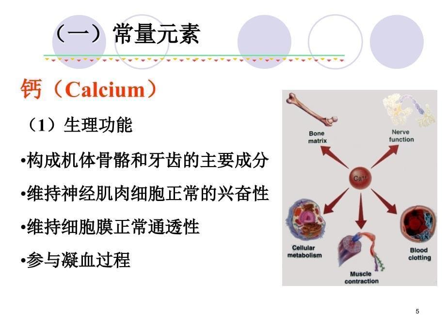 《基础营养》幻灯片课件_第5页