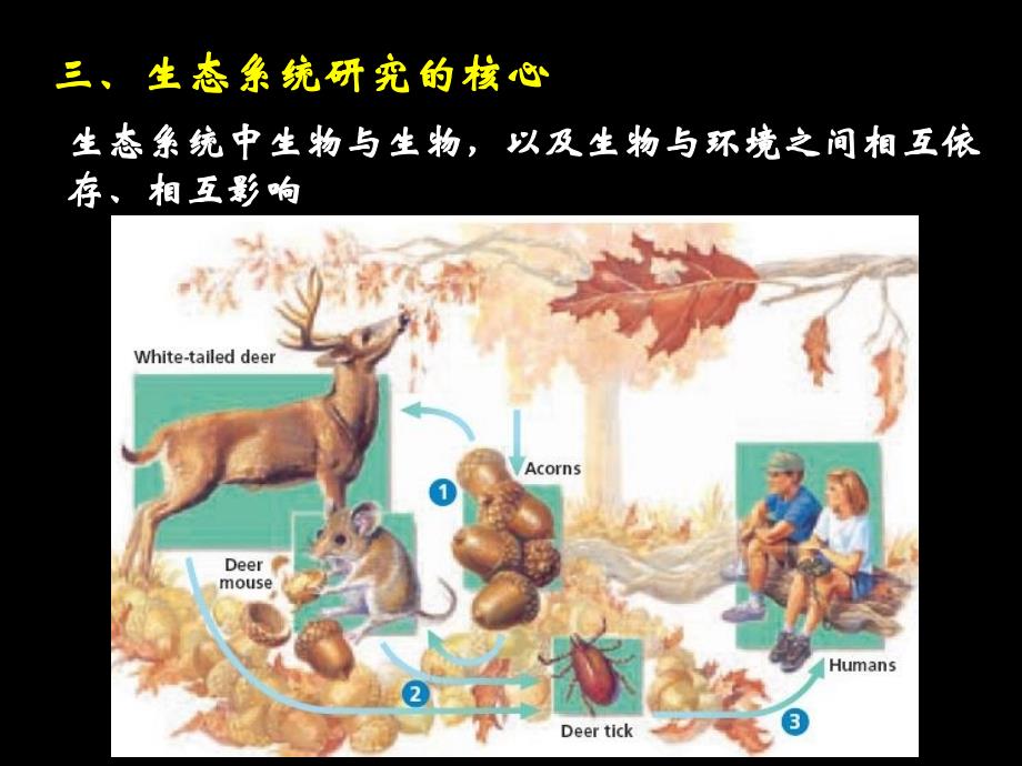 《生态学基本原理》幻灯片课件_第4页