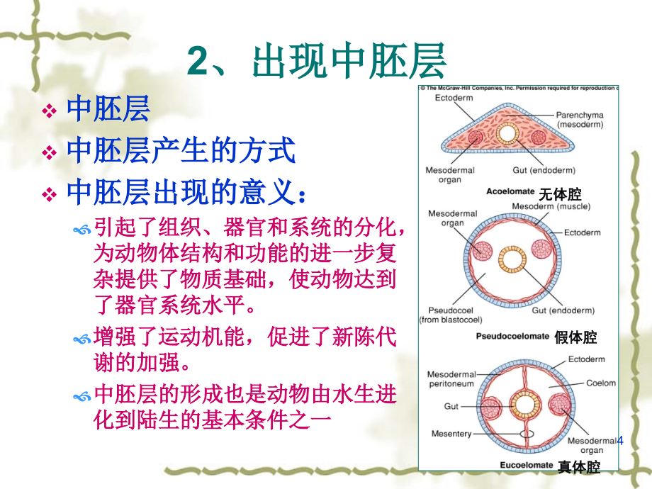 《扁形动物》幻灯片课件_第4页