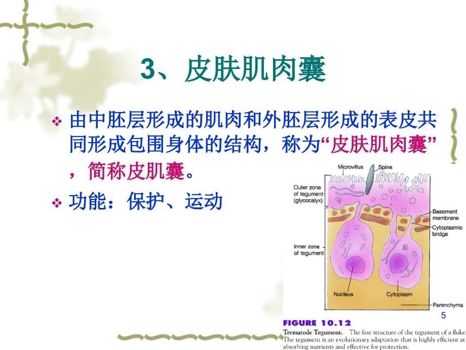 《扁形动物》幻灯片课件_第5页