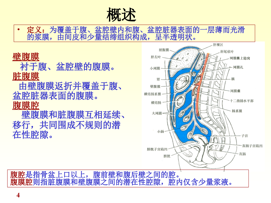 《腹膜内分泌》幻灯片课件_第4页