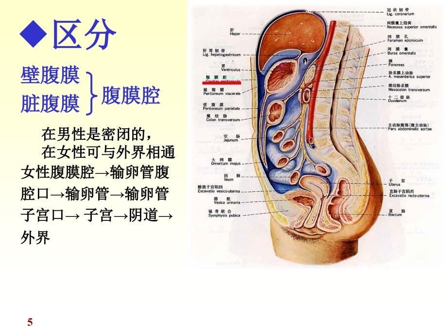 《腹膜内分泌》幻灯片课件_第5页