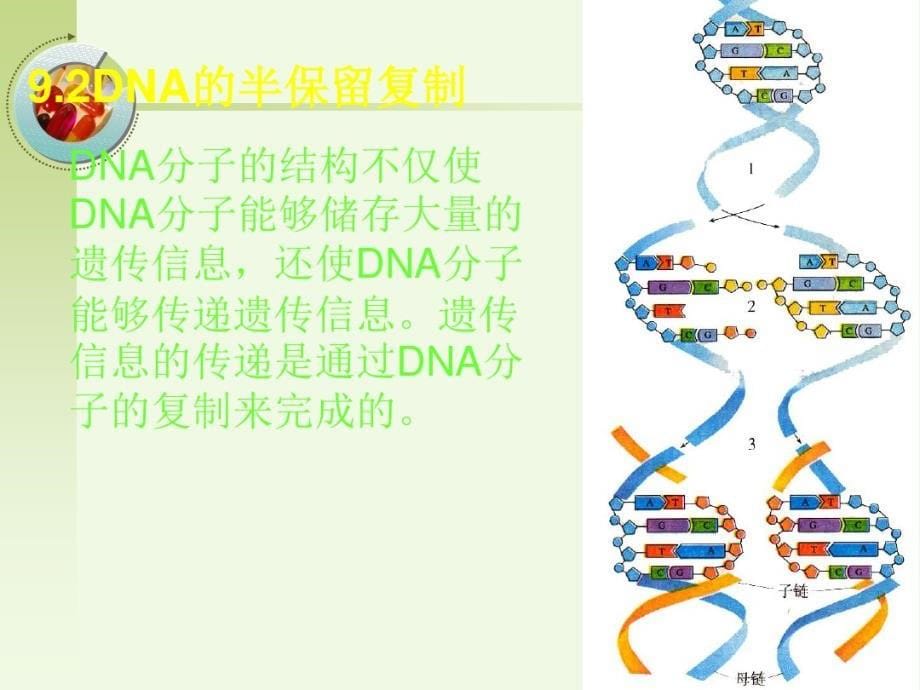 DNA生命的秘密-完整版_第5页