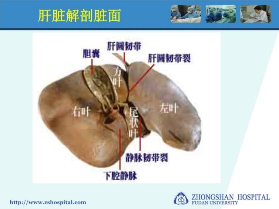 肝脏疾病的临床生物化学检查—肝功能检查_第3页