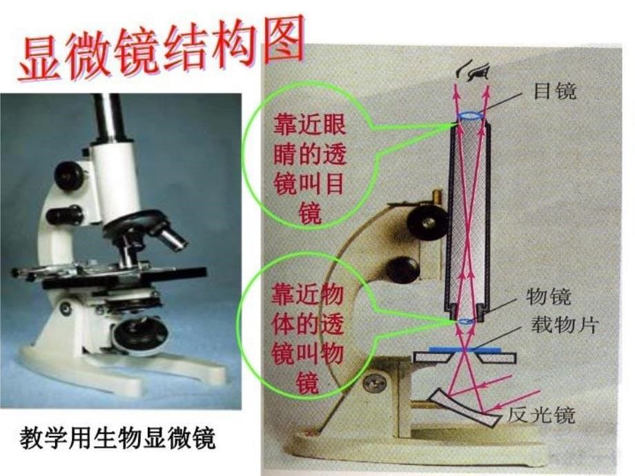 物理：人教新课标八年级上 显微镜和望远镜（教案）_第5页