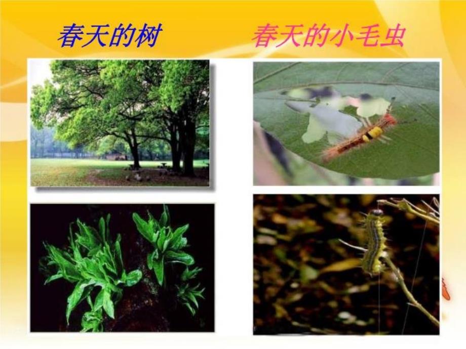 秋冬季的生物 课件（浙教版五年级科学上册）_第3页