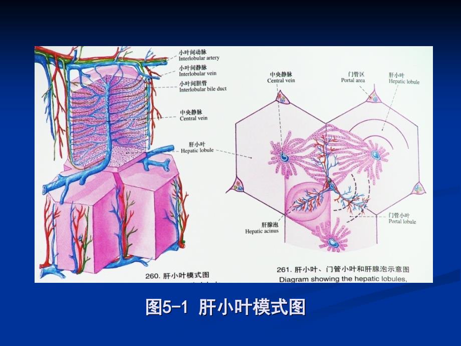 药物毒理学 第四章-药物对肝脏的毒性作用_第4页