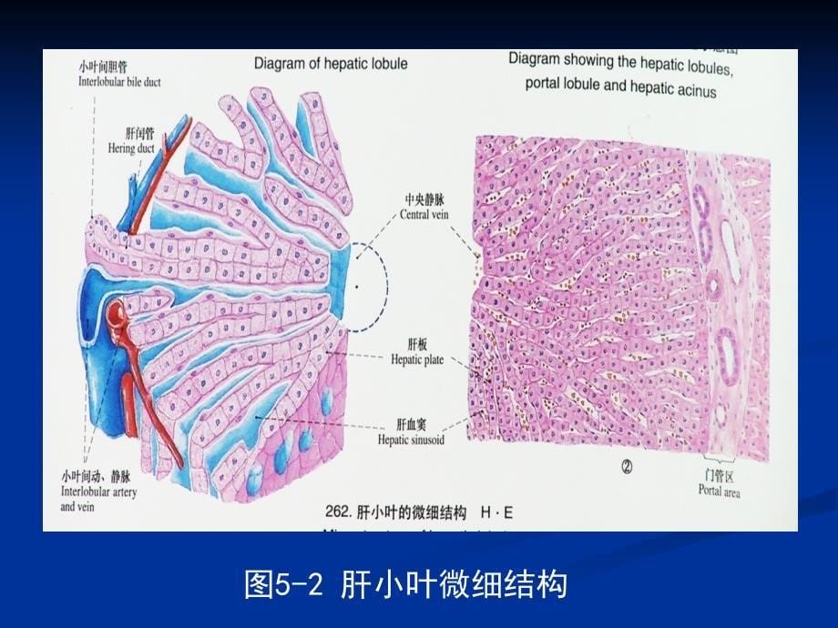 药物毒理学 第四章-药物对肝脏的毒性作用_第5页