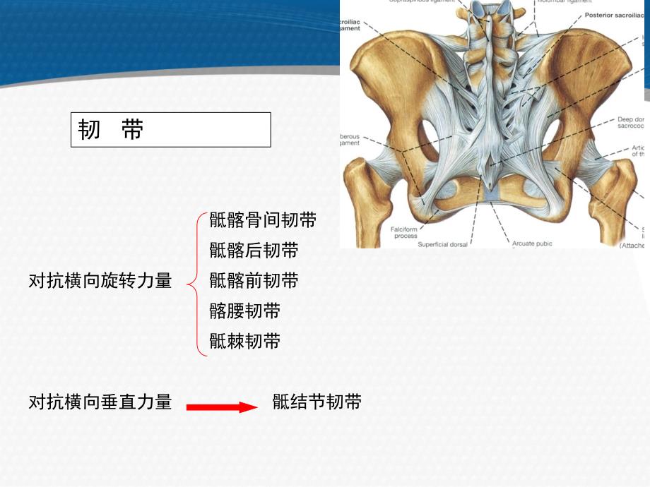 女性慢性骨盆疼痛的评估与康复_第4页