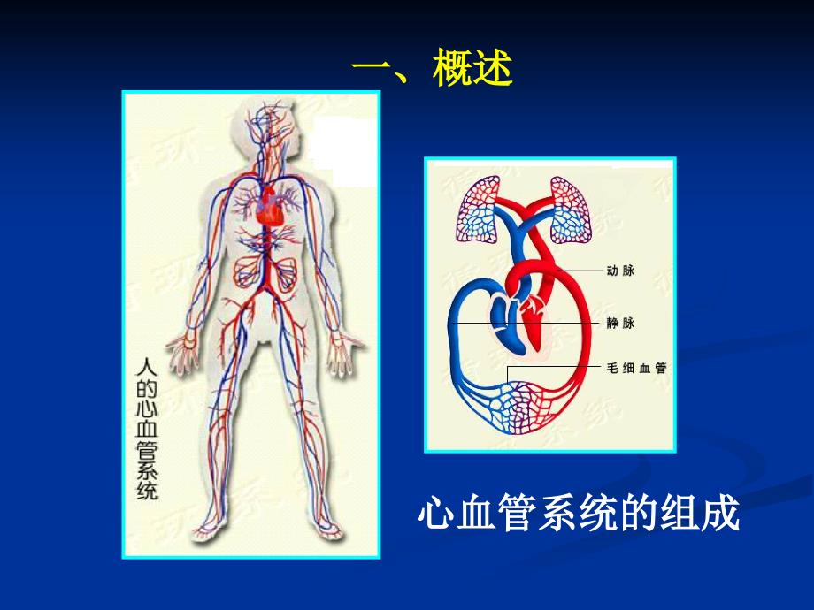 药物毒理学 第六章-药物对心血管系统的毒性作用_第2页