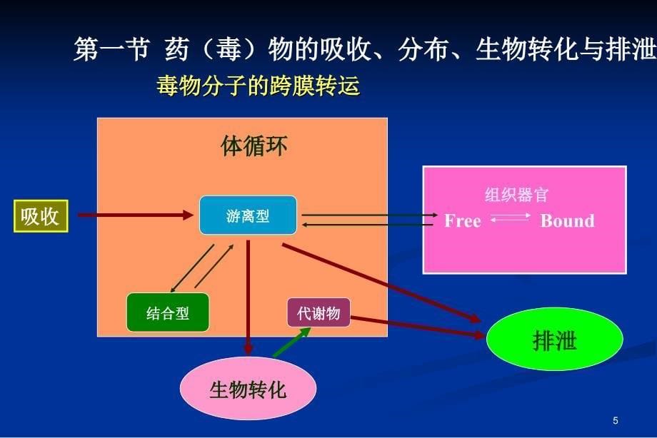 药物毒理学 第三章-药物毒代谢动力学_第5页