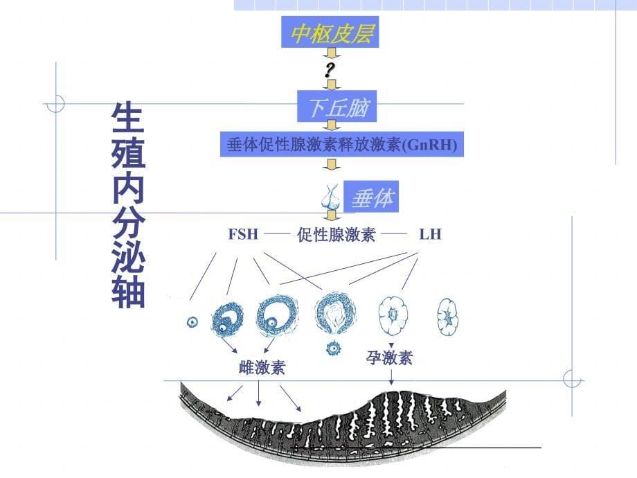 生殖内分泌疾病的诊治-功血、闭经、多囊卵巢综合症_第5页