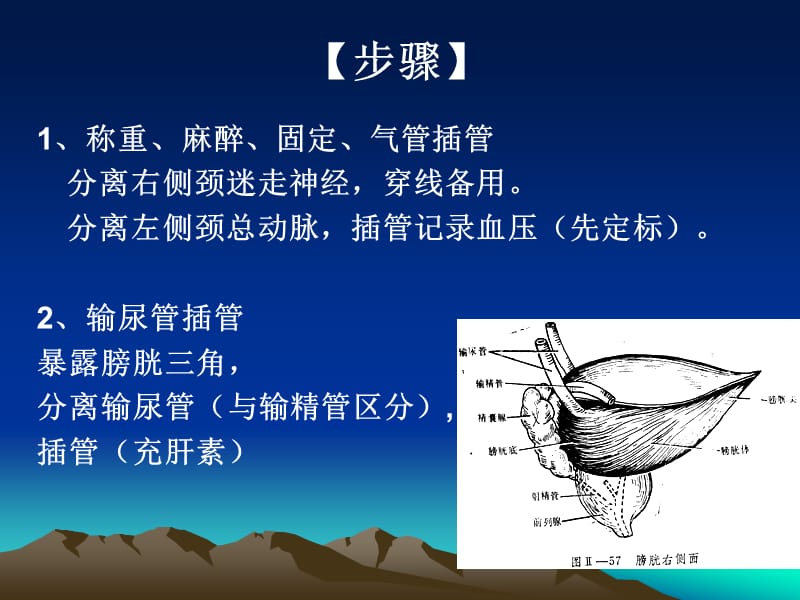 泌尿生理及利尿作用_第3页