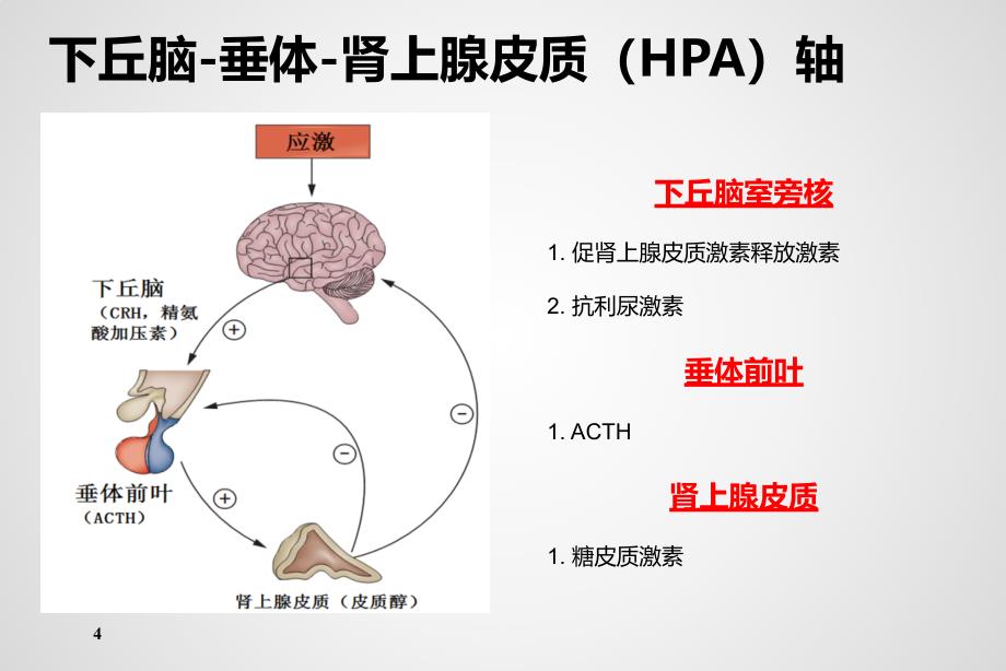 ACTH在肾脏疾病中的应用_第4页