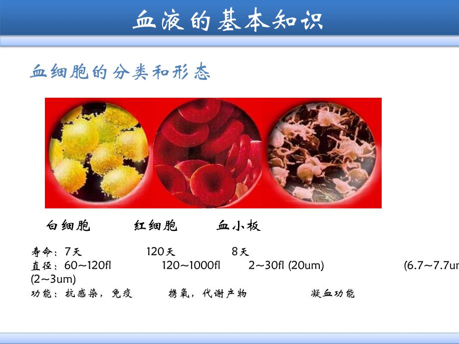 手工法及自动血细胞分析仪法进行红细胞、白细胞、血小板检查_第4页