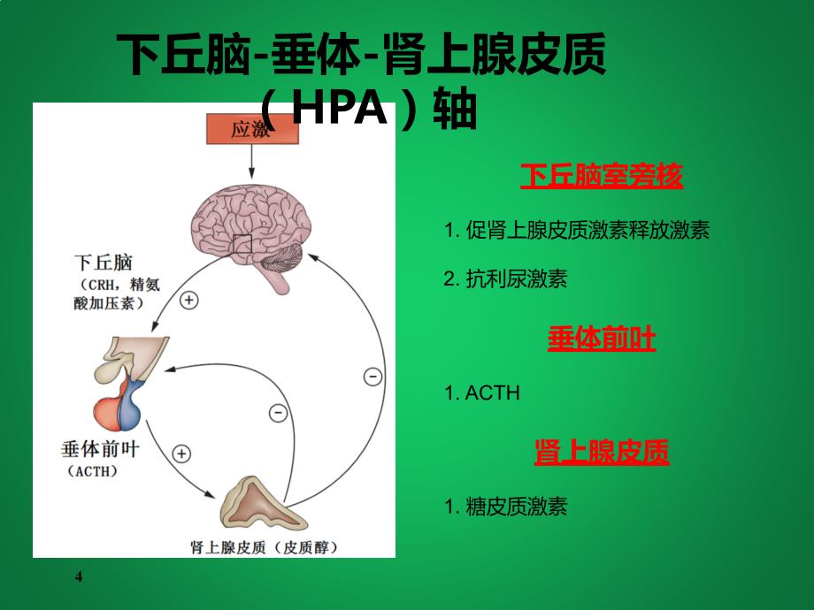 ACTH在IS&NS中的应用_第4页