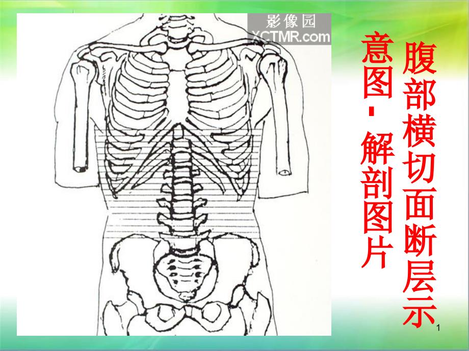 （优质医学）腹部断层解剖和断层CT(精品)_第1页