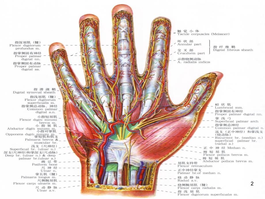（优质医学）手的神经肌肉解剖_第2页