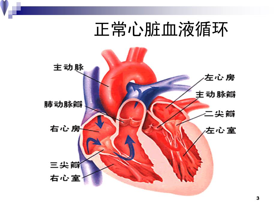 （优质医学）心脏瓣膜病课件_第3页