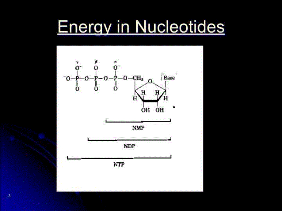 【精品】PPT课件 核苷酸代谢Nucleotide metabolism_第4页