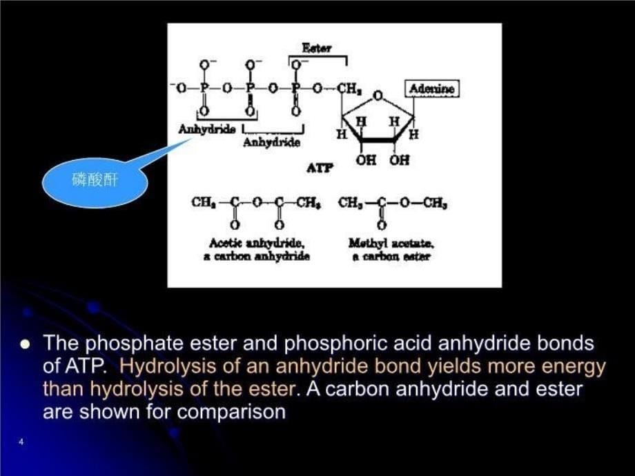 【精品】PPT课件 核苷酸代谢Nucleotide metabolism_第5页