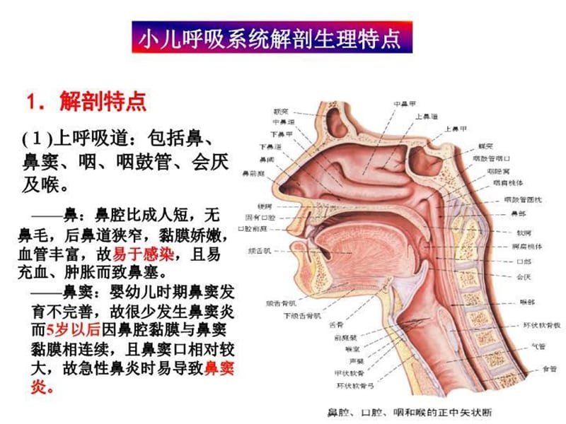 呼吸系统疾病1 PPT课件_第4页