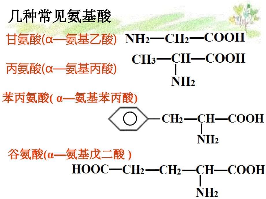 人教版高中化学选修5第四章第三节《蛋白质和核酸》PPT课件（共32张PPT）_第5页