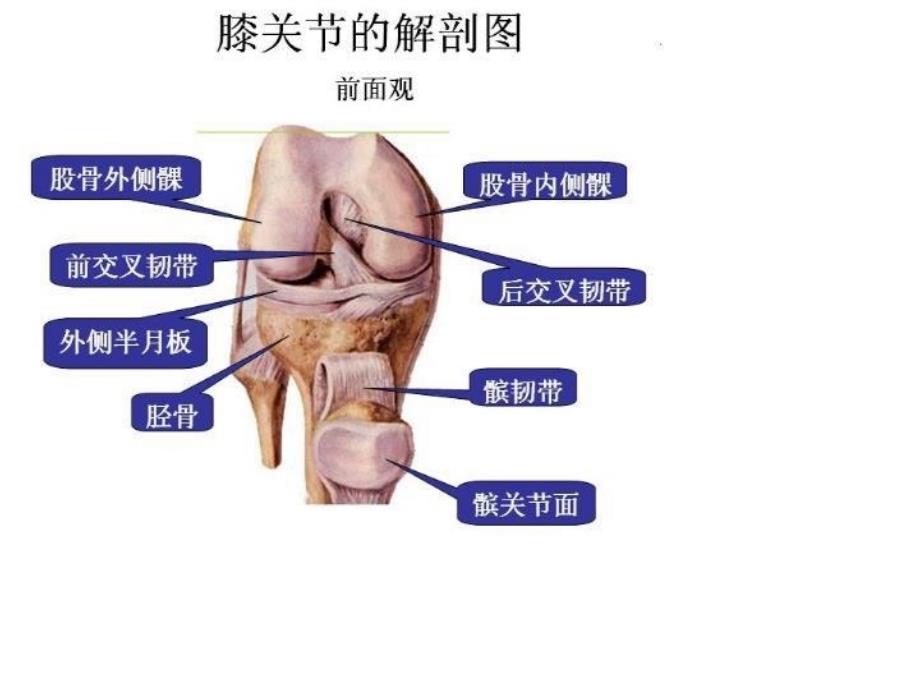 半月板的损伤 PPT课件_第4页