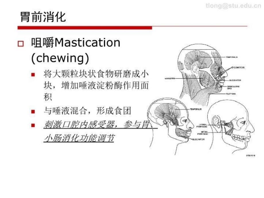 口腔食道胃功能 PPT课件_第4页