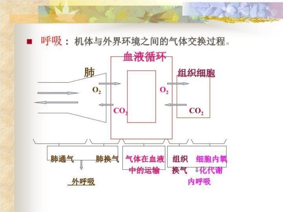 呼吸系统25550 PPT课件_第3页