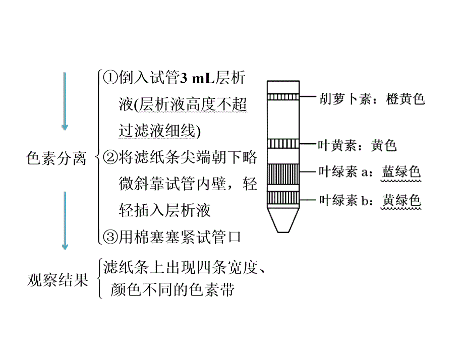 2014高考生物一轮复习重点实验课 绿叶中色素的提取和分离PPT课件_第3页