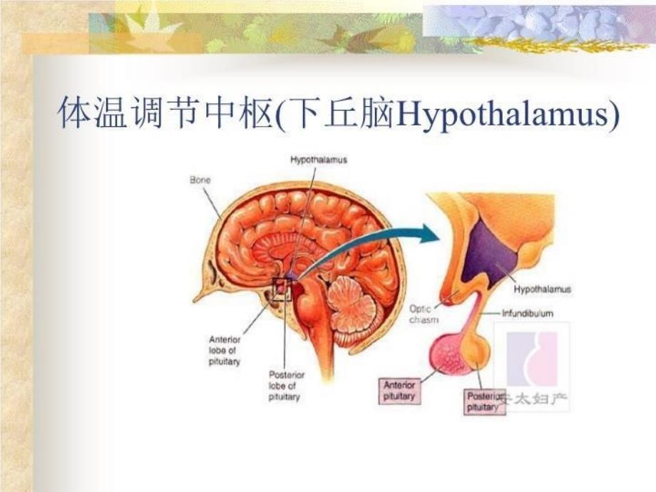 发热44595 PPT课件_第4页