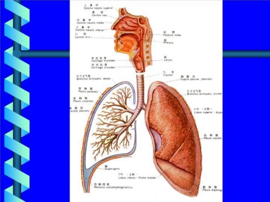 呼吸系统25326 PPT课件_第4页