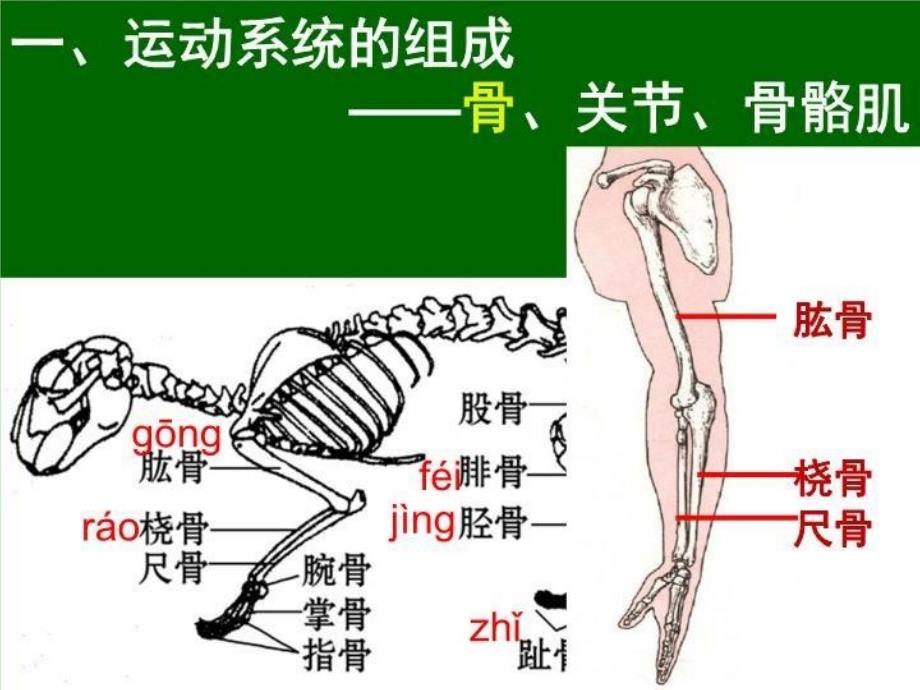 动物的运动终 PPT课件_第3页