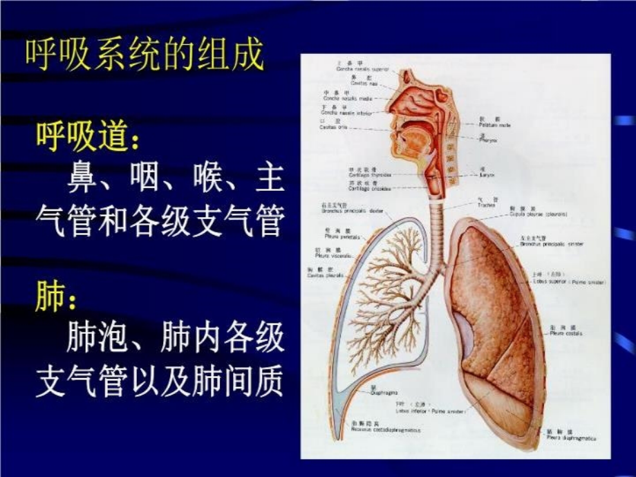 呼吸系统疾病18672 PPT课件_第3页