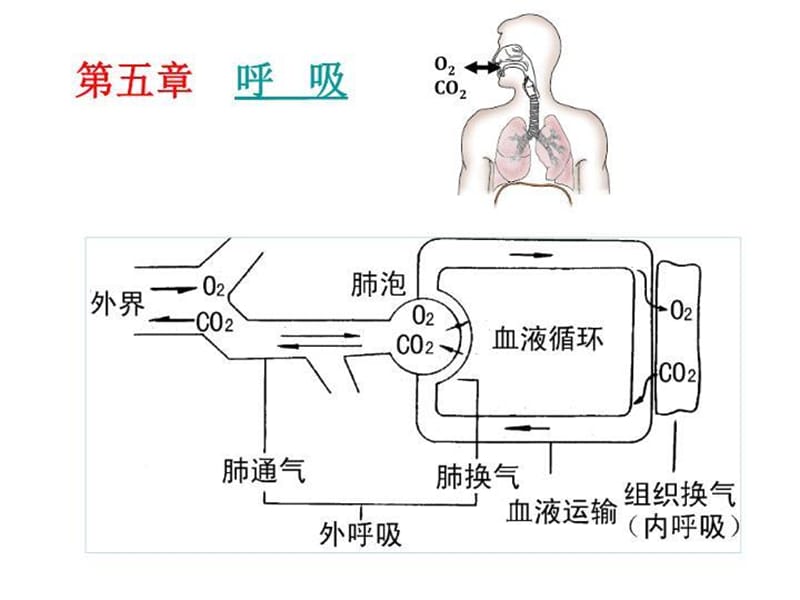 呼吸和能代 PPT课件_第3页