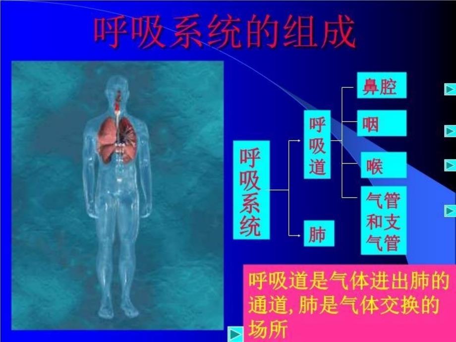 呼吸系统32372 PPT课件_第3页