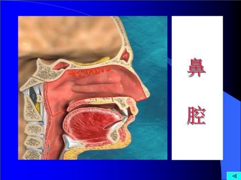 呼吸系统32372 PPT课件_第4页