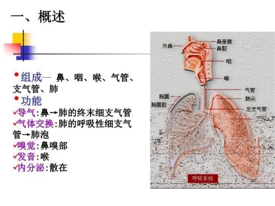 呼吸系统29700 PPT课件_第5页