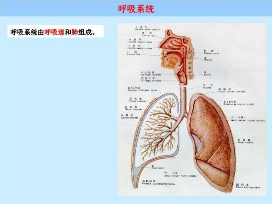 呼吸系统32260 PPT课件_第3页