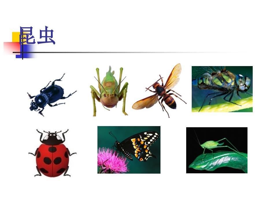 教科版科学六年级下册第一单元《放大镜下的昆虫世界》PPT课件_第5页