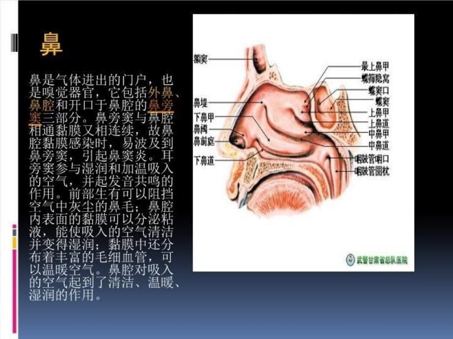 呼吸系统 PPT课件_第5页