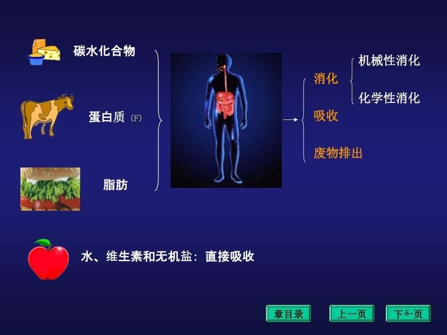 （优质医学）消化和吸收课件_第5页