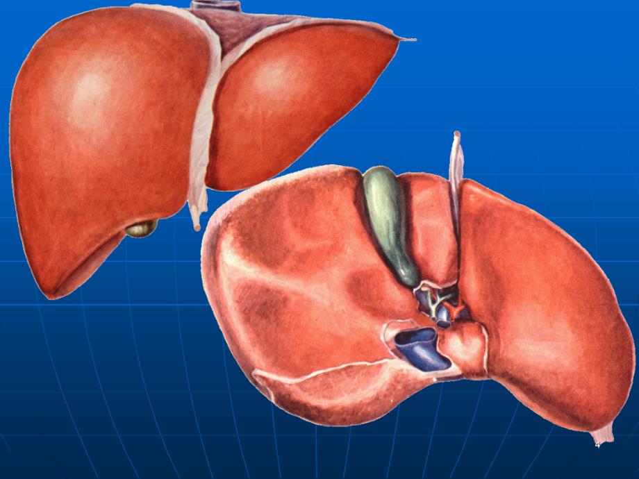 （优质医学）腹部断层解剖_第4页