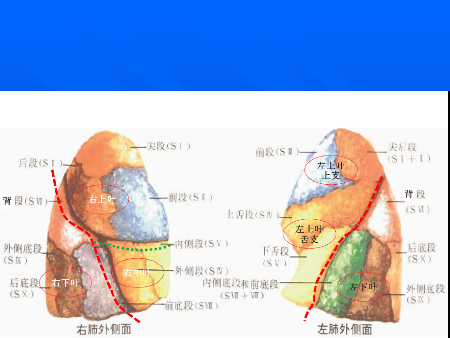 （优质医学）肺部影像学诊断基础_第3页