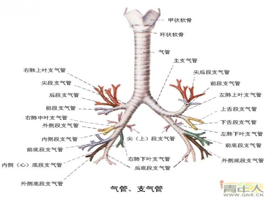 （优质医学）肺部影像学诊断基础_第4页